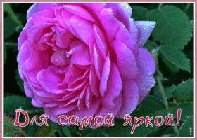 Открытка открытка роза для самой яркой