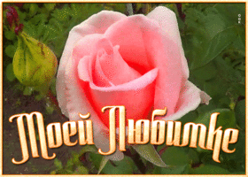 Картинка открытка роза любимке