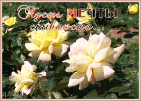 Картинка открытка роза с пожеланиями