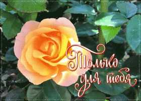 Картинка открытка роза только для тебя
