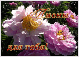 Открытка открытка розовые пионы