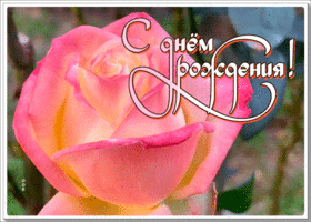 Picture открытка с днем рождения женщине с живой розочкой