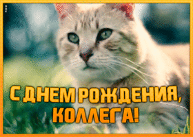 Картинка открытка с днем рождения коллеге женщине с котиком