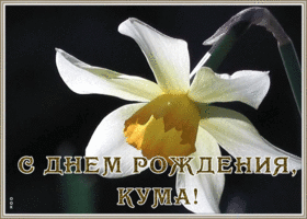 Открытка открытка с днем рождения куме с нарциссом