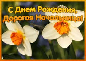 Картинка открытка с днем рождения начальнице с цветами