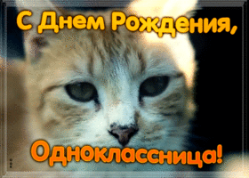 Открытка открытка с днем рождения однокласснице с котиком