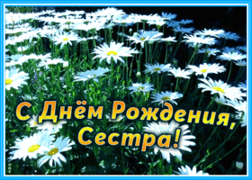 Картинка открытка с днем рождения сестре с ромашками