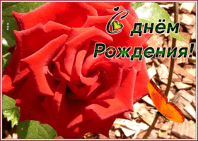 Картинка открытка с днем рождения женщине алая роза