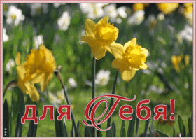 Открытка открытка с нарциссами для тебя