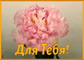 Открытка открытка с нежным пионом