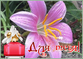 Postcard открытка с нежным розовым цветком для тебя