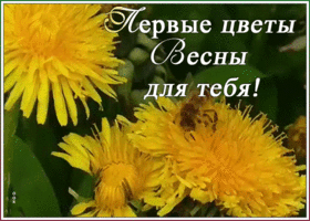 Открытка открытка с одуванчиками