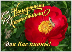 Картинка открытка с пионами с надписью