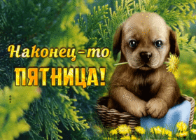 Postcard открытка с собачкой, наконец-то пятница