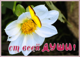 Картинка открытка с цветком и бабочкой