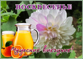 Picture открытка с воскресеньем с нежным цветком