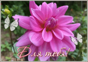 Picture открытка с ярким цветком, чтоб внести позитивную ноту