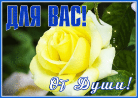 Postcard открытка с желтой розой от души