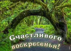 Picture открытка счастливого воскресенья с удивительным деревом