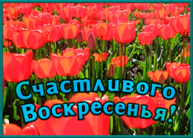 Открытка открытка счастливого воскресенья