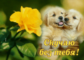 Postcard открытка скучаю без тебя с очаровательными щенками