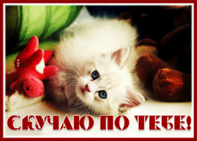 Picture открытка скучаю по тебе с чудесной кошечкой