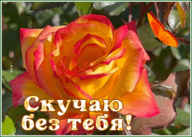 Picture открытка скучаю с эффектной розой