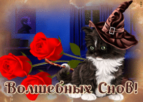 Картинка открытка сладких снов, котик