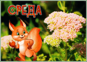 Postcard открытка со средой с милой белочкой