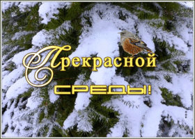 Открытка открытка со средой и зимой