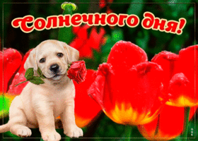 Открытка открытка солнечного дня