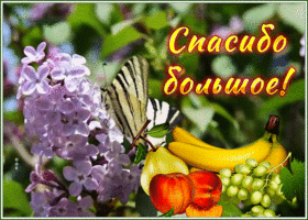Postcard открытка спасибо большое с сиренью и фруктами