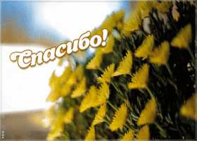 Картинка открытка спасибо очень приятно