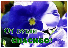 Картинка открытка спасибо с фиалками