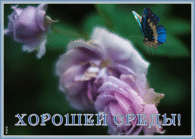 Картинка открытка среда день хороший