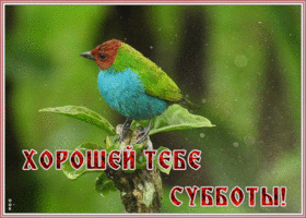 Картинка открытка суббота день хороший