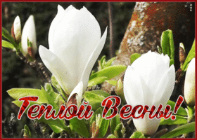 Открытка открытка теплой весны
