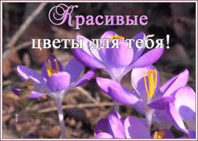 Открытка открытка цветочки самой прекрасной женщине