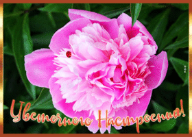 Картинка открытка цветочного настроения