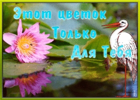 Картинка открытка цветок для тебя