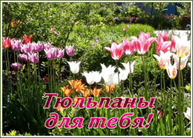 Открытка открытка тюльпаны для тебя