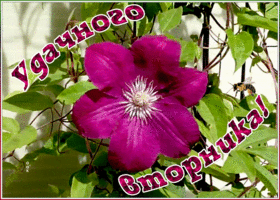 Картинка открытка удачного вторника