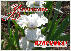 Картинка открытка успешного вторника