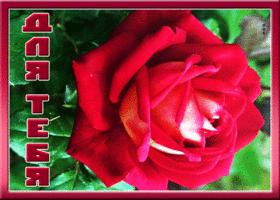 Картинка открытка вместо тысячи слов с цветами