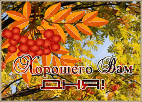 Postcard открытка хорошего дня со спелой рябиной