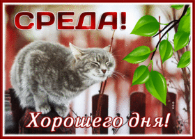 Picture открытка хорошего дня среды с чудесным котиком