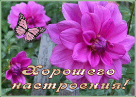 Postcard открытка хорошего настроения с изумительными цветами