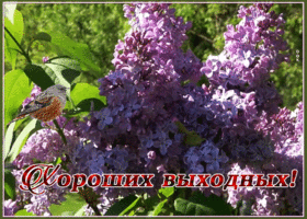 Postcard открытка хороших выходных с сиренью и воробушком