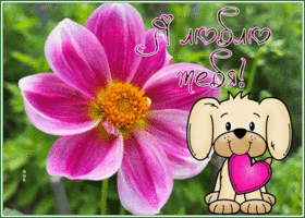 Picture открытка я люблю тебя с нежным цветком