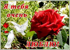 Открытка открытка я тебя люблю с розой